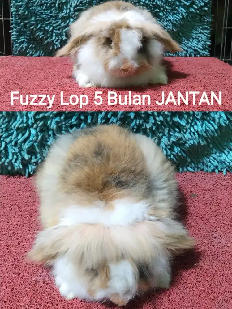 Kelinci Fuzzy Lop usia 5 Bulan Murah