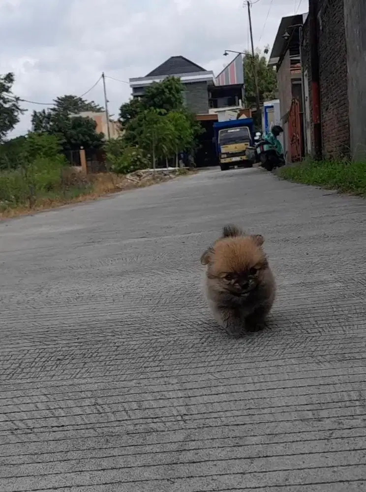 Anjing / puppies supermini pom betina cute
