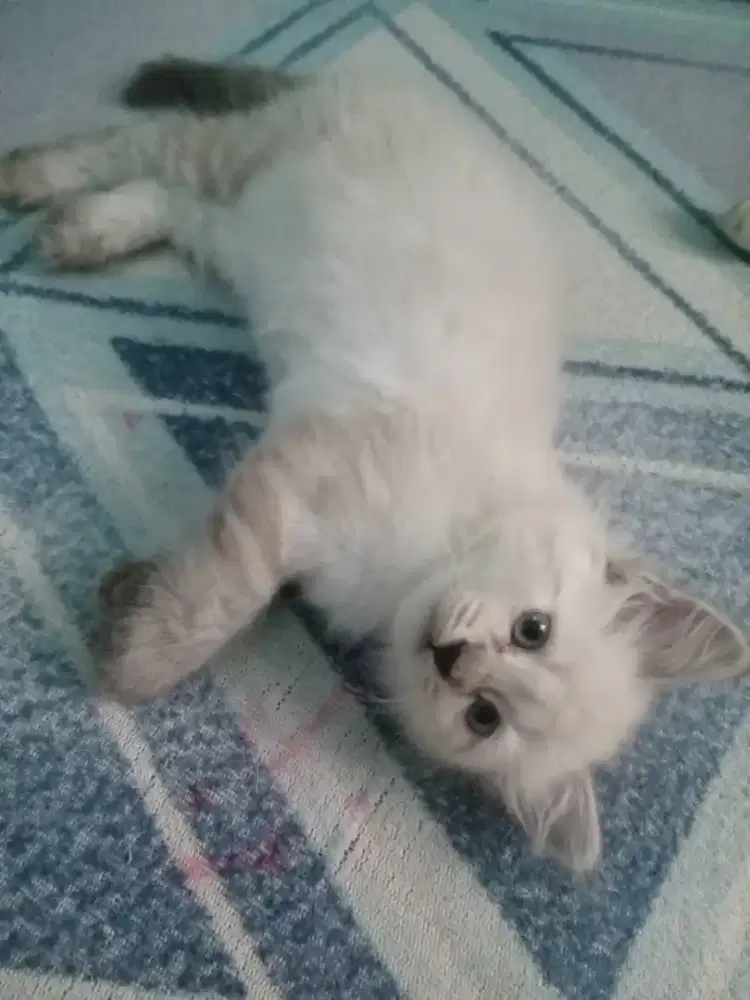 Ragdoll mix himalaya