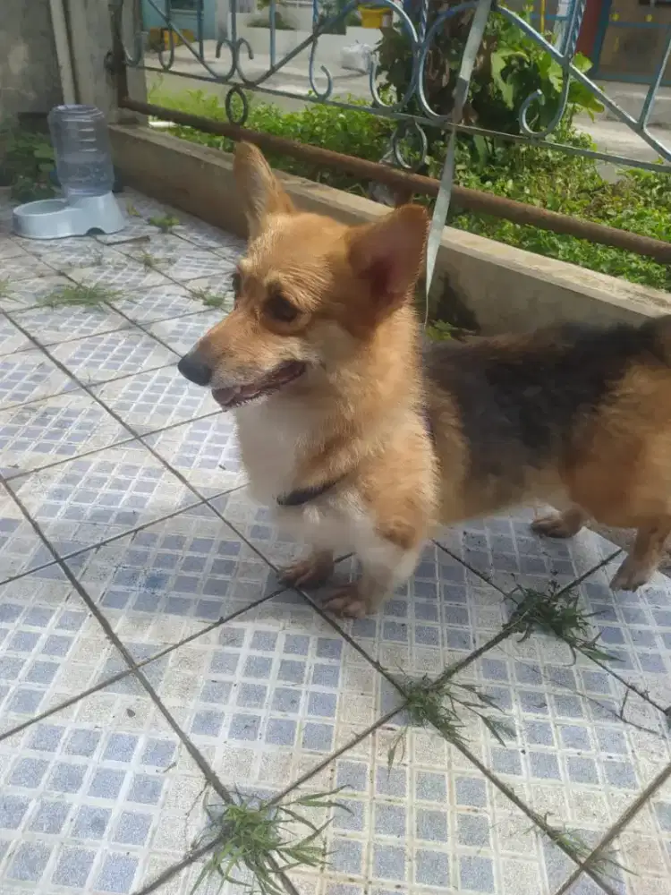 Pembroke welsh corgi