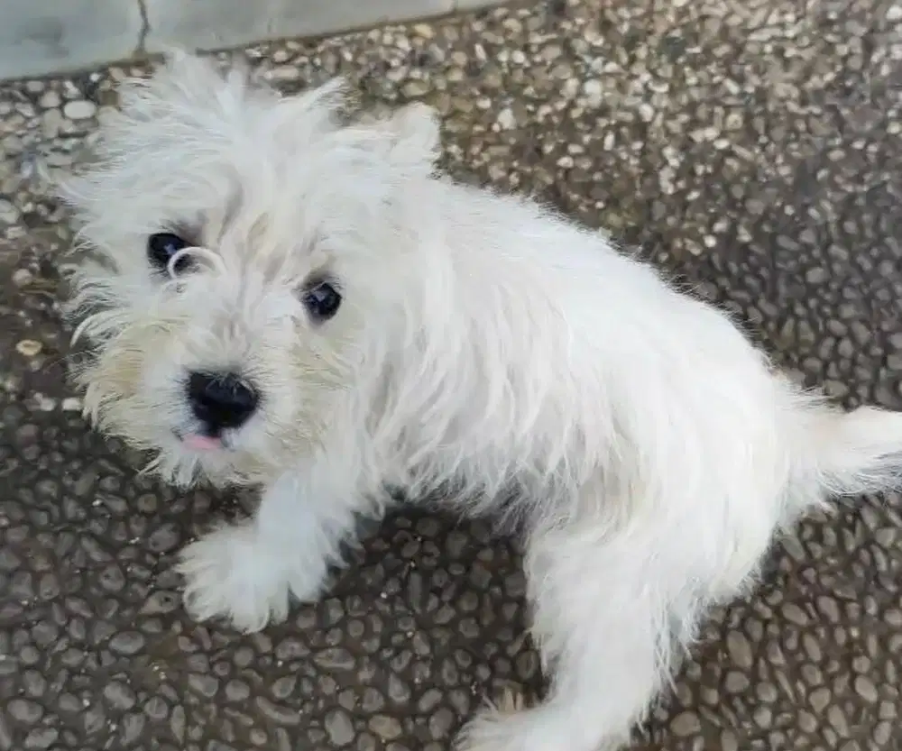 Anjing / puppies white schnauzer cute