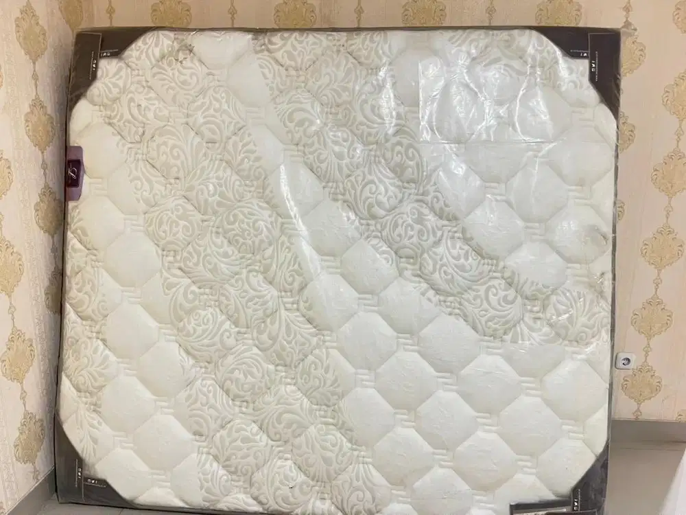 SPRINGBAD LADY AMERICANA