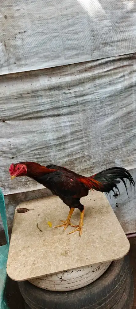 Dijual ayam siam magon muda