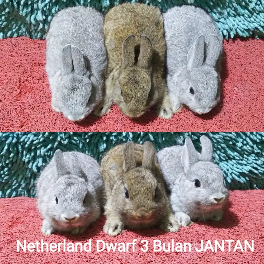 Anakan kelinci Netherland Dwarf usia 3 Bulan