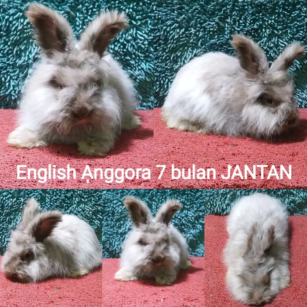 Indukan Kelinci English Anggora JANTAN