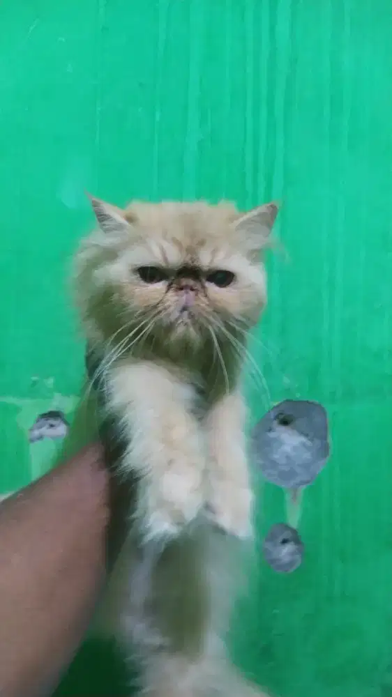 Indukan kucing Peaknose bulu panjang  BETINA siap kawin