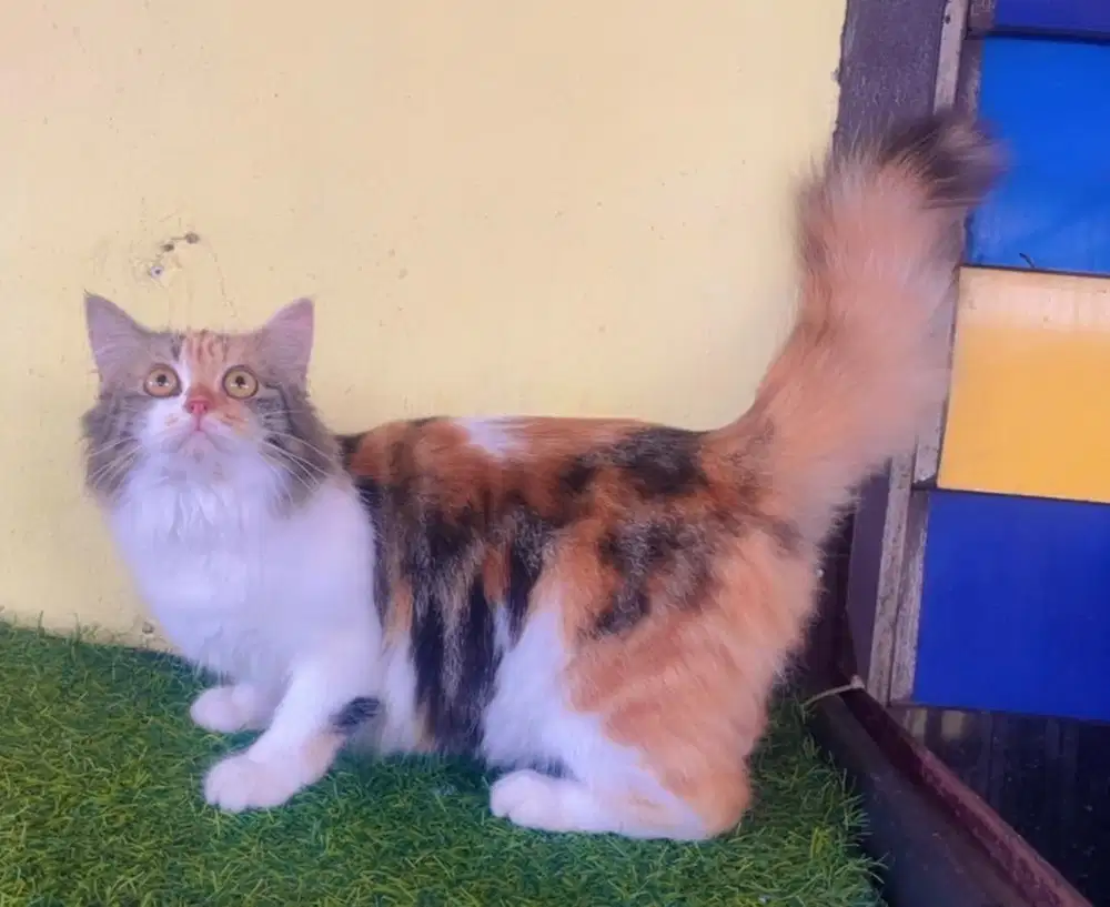 Kucing ras persia calico betina 11 bln birahi