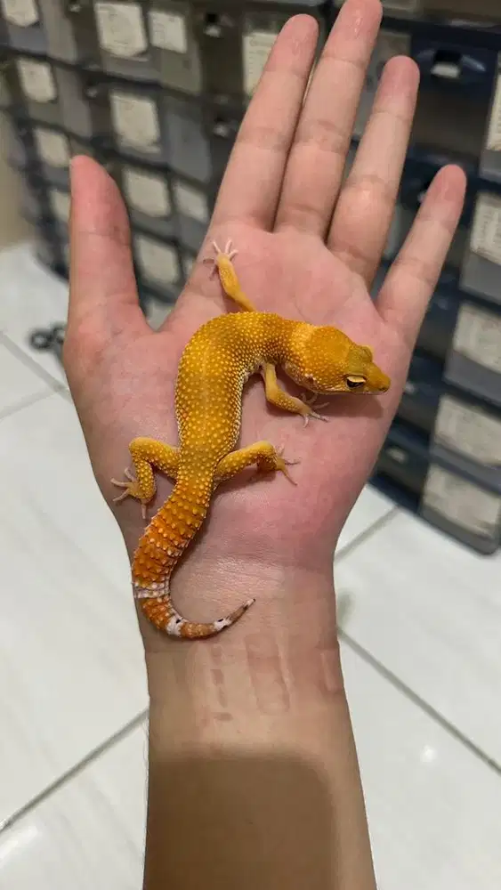 GECKO SHTCTB JANTAN
