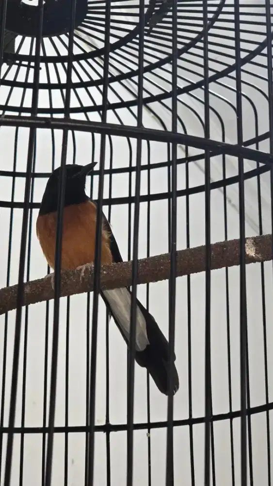 Burung murai medan kandang bnr army
