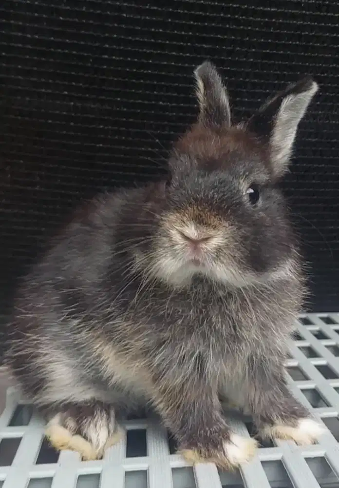 Kelinci ND Netherland Dwarf 3 bulan Black Otter