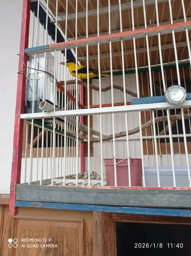 Jual kepodang dah gacor