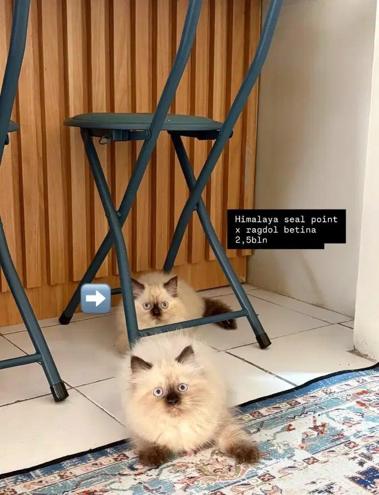 Himalaya seal point X ragdoll betina 2,5bln