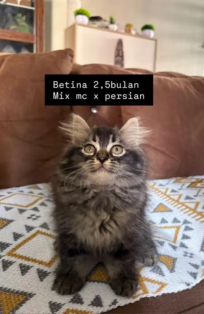 Mix mc x persian betina 2,5bln