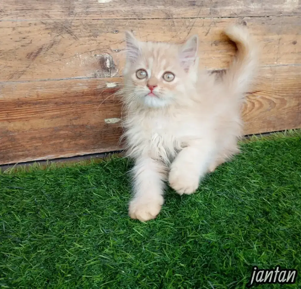 Kucing Persia flatnose