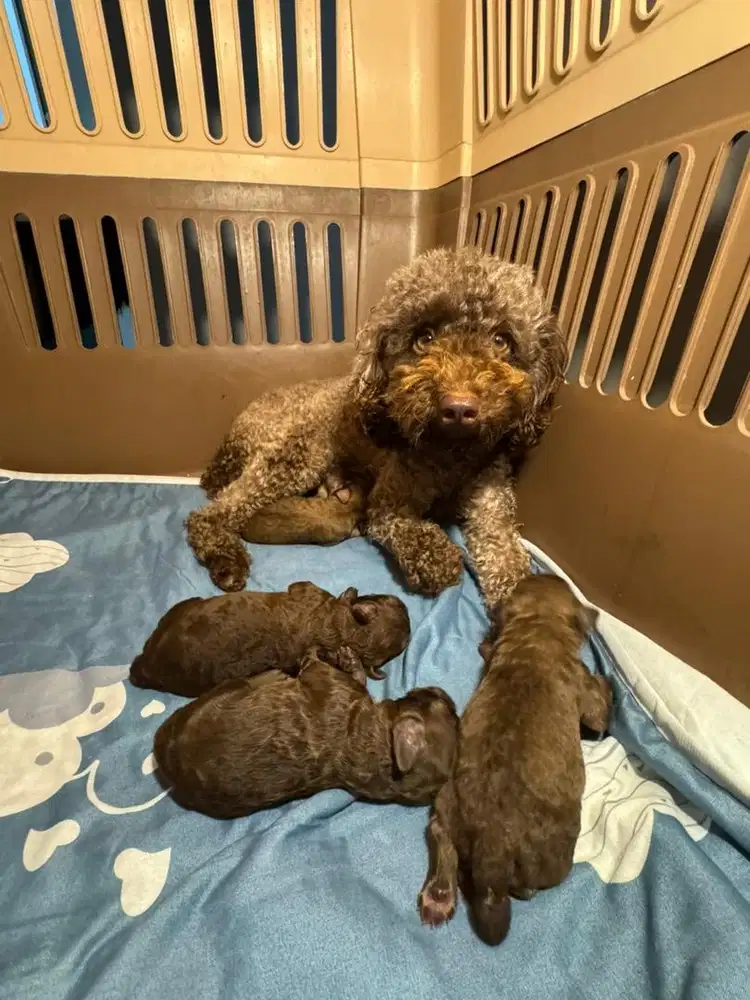 Choco toy poodle puppies