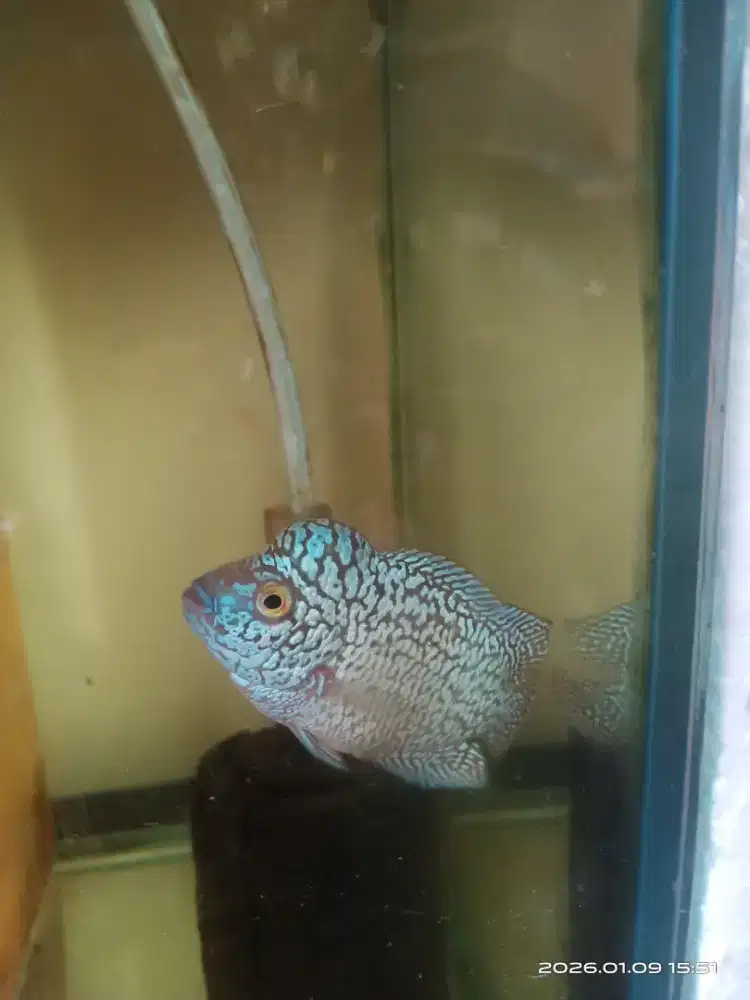 Ikan louhan kamfa f2