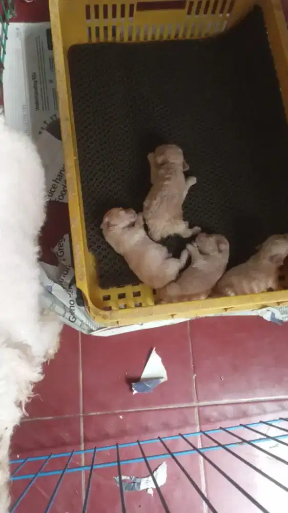 Apricot poodle pure (no mix)