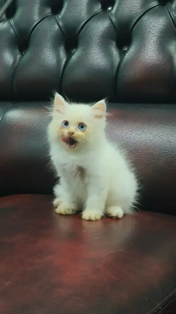 Kitten/Anak Kucing Himalaya X Persia