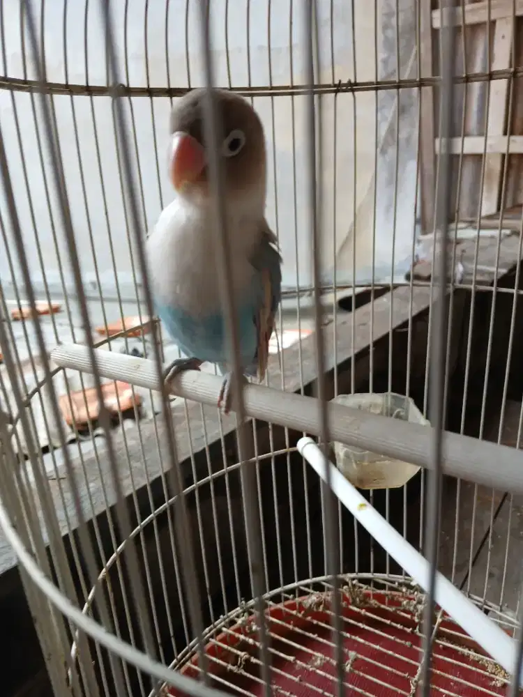 Di jual burung lovebird warna biru langnit burung sm kandang juga ya