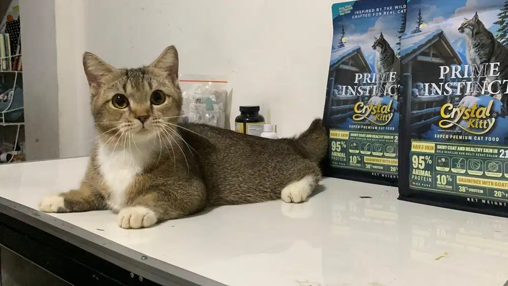 Kucing Munchkin Bsh Jantan