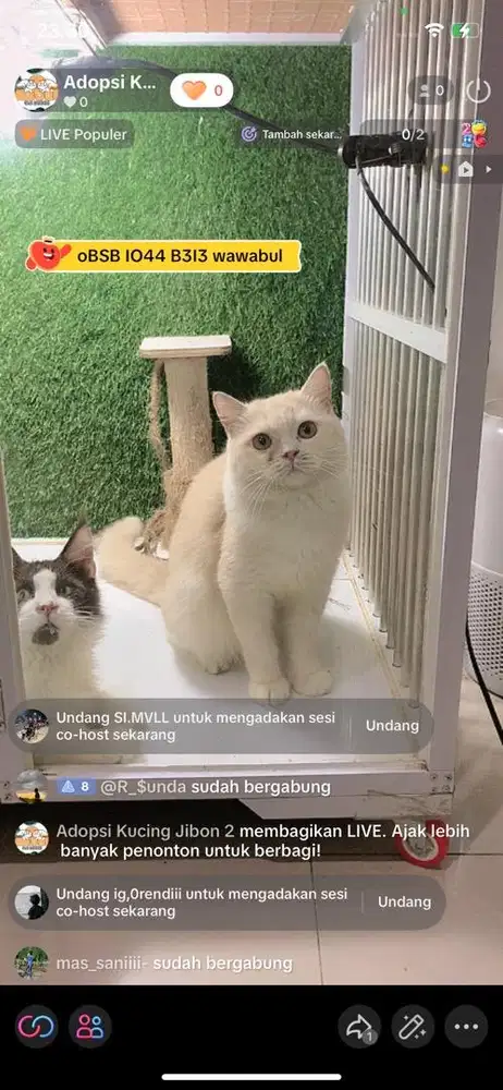 Kucing Bsh Bico Cream