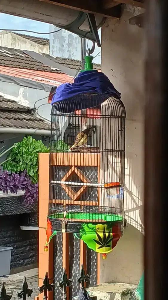 Burung kenari fulset