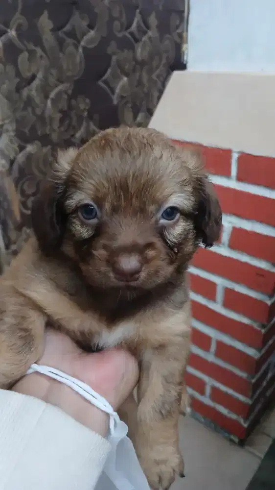 Jual anak anjing ras