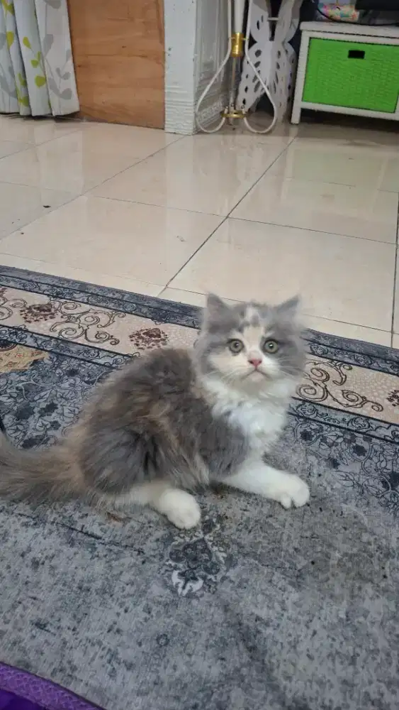 Anak kucing anggora/kitten persia betina/kucing persia betina