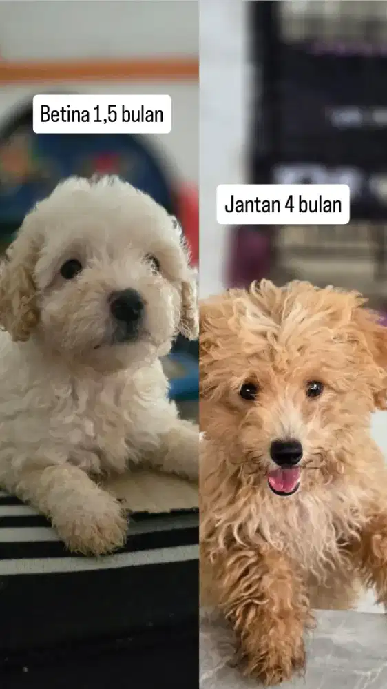Poodle 2 ekor sepasang