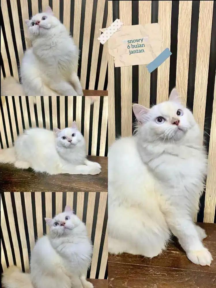 kucing persia jantan gemoyy