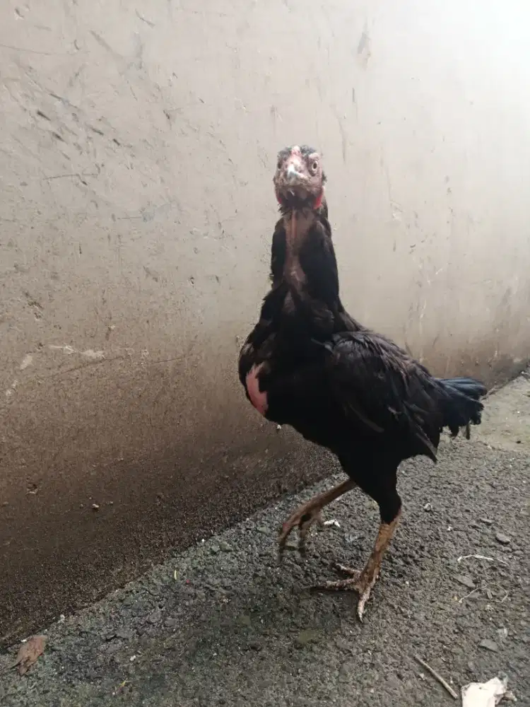 Ayam Phakoi Betina Siap Ternak
