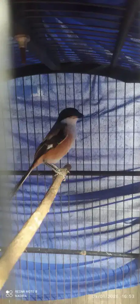 Burung Cendet Jawa pastol