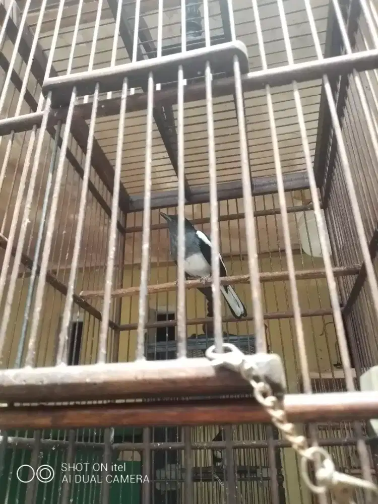 Kacer beti DEKER di BSD