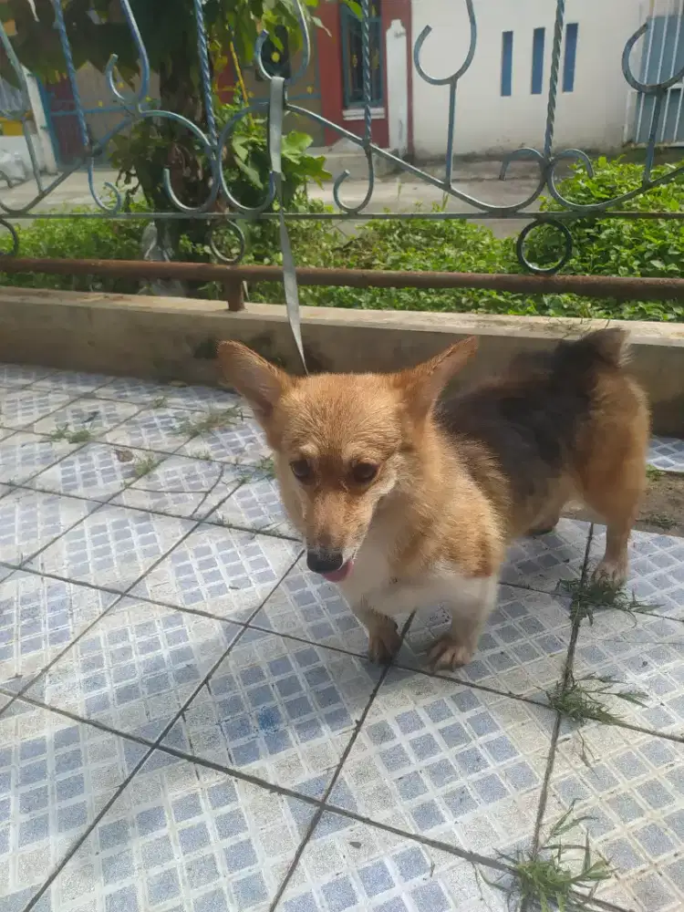 Corgi wels 1,5tahun
