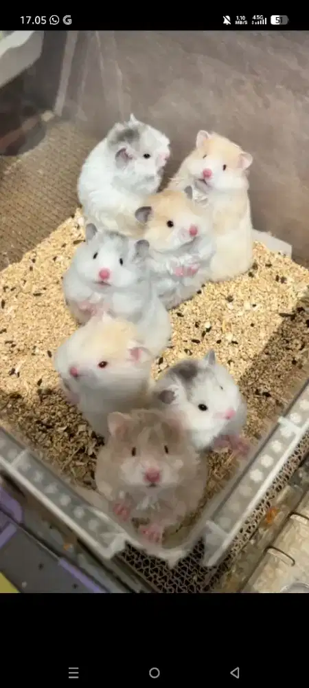 Teddy bear hamster