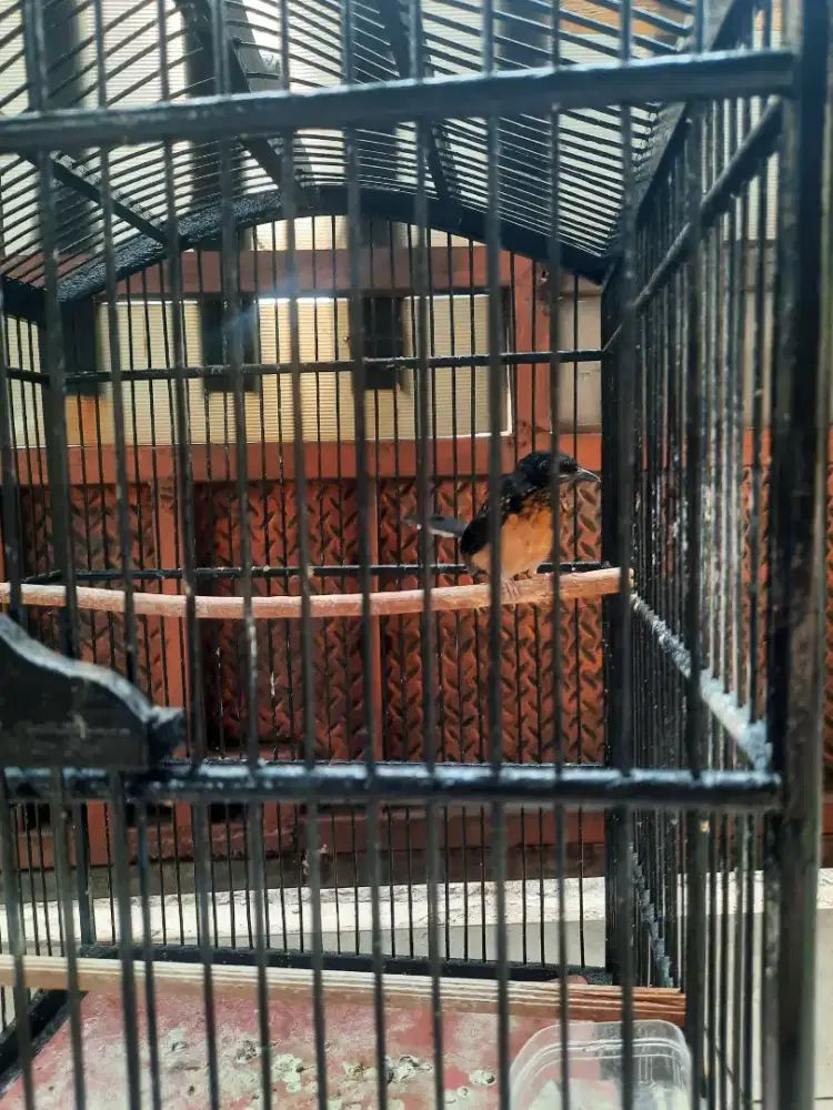 Trotol trotolan anakan murai batu trah Cilacap