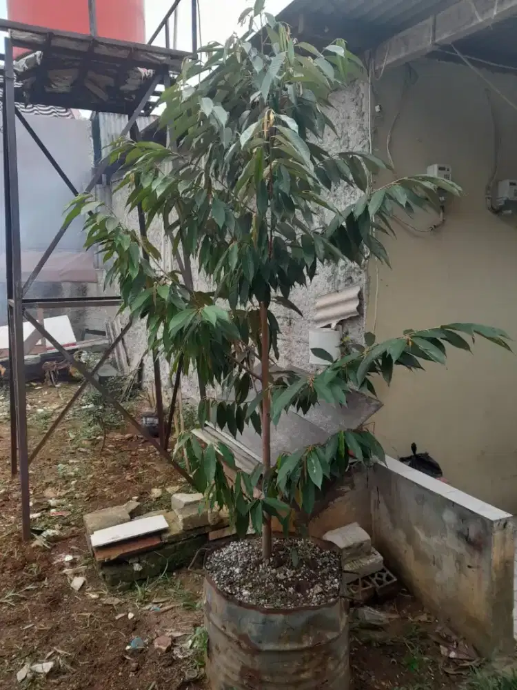 Pohon durian montong