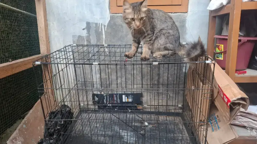 Jual kandang kucing bekas
