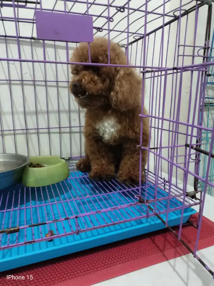 Poodle dewasa red