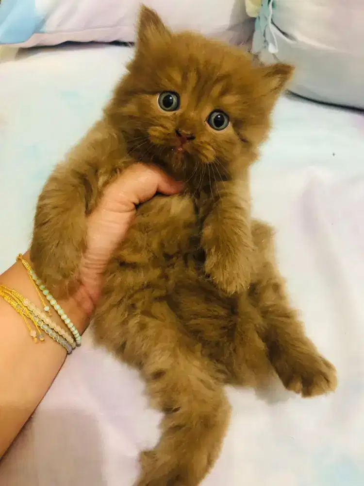 Kucing british shorthair choco dan british longhair cinnamon
