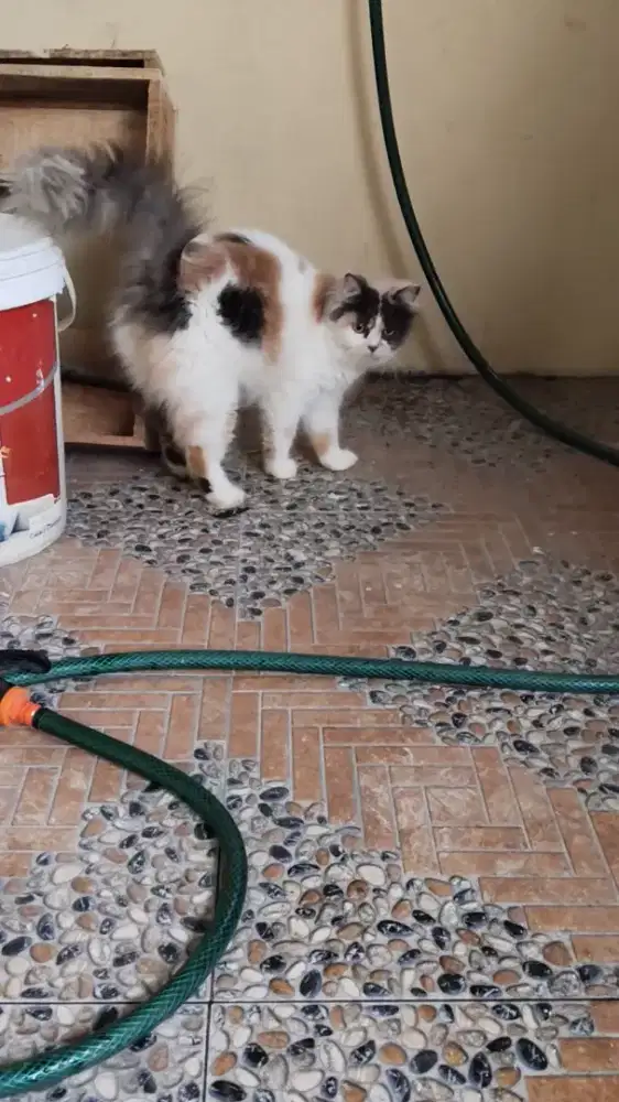 Kucing Persia Flatnose