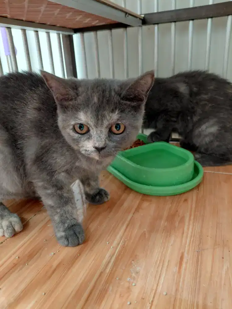 Open adopt 2 kucing betina mix (persia-scootish)