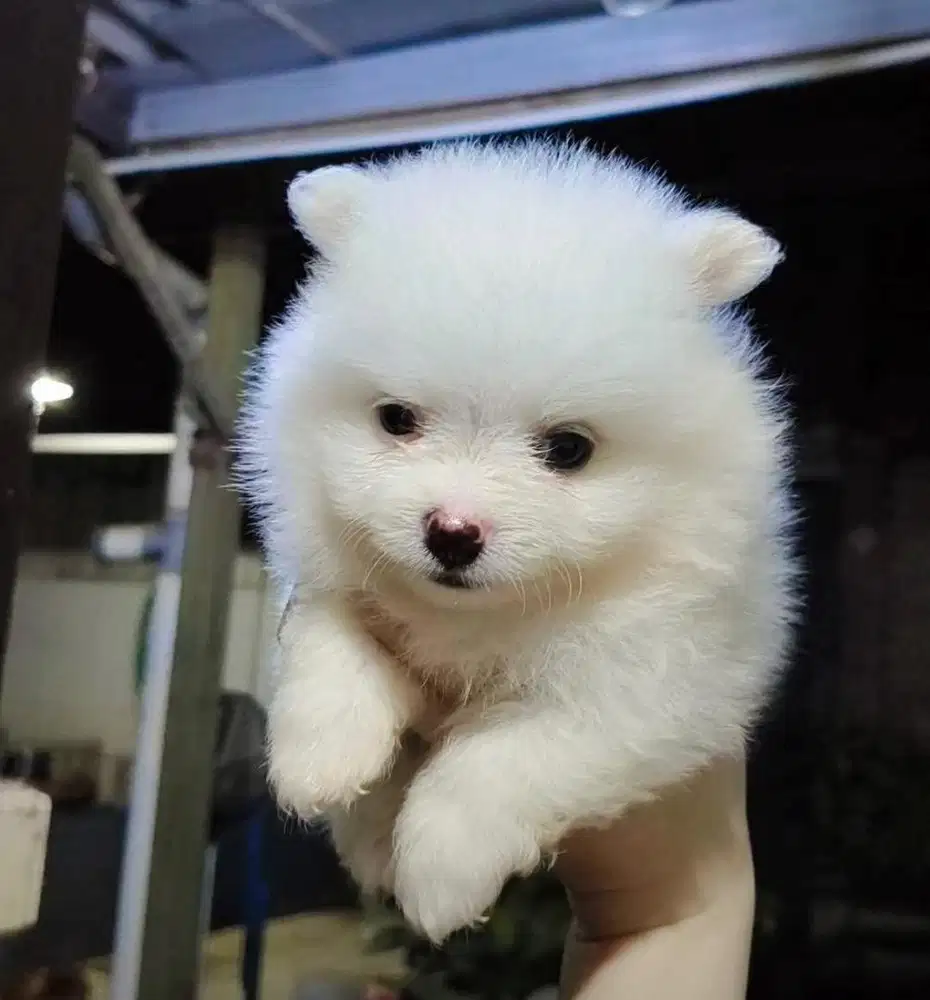 Anjing / puppies minipom jantan putih