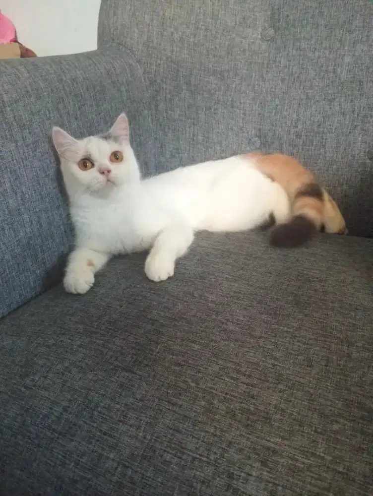 BRITISH SHORTHAIR/BSH