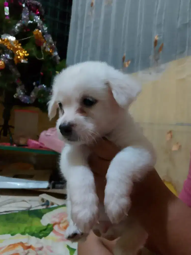 Jual anakan kintamani