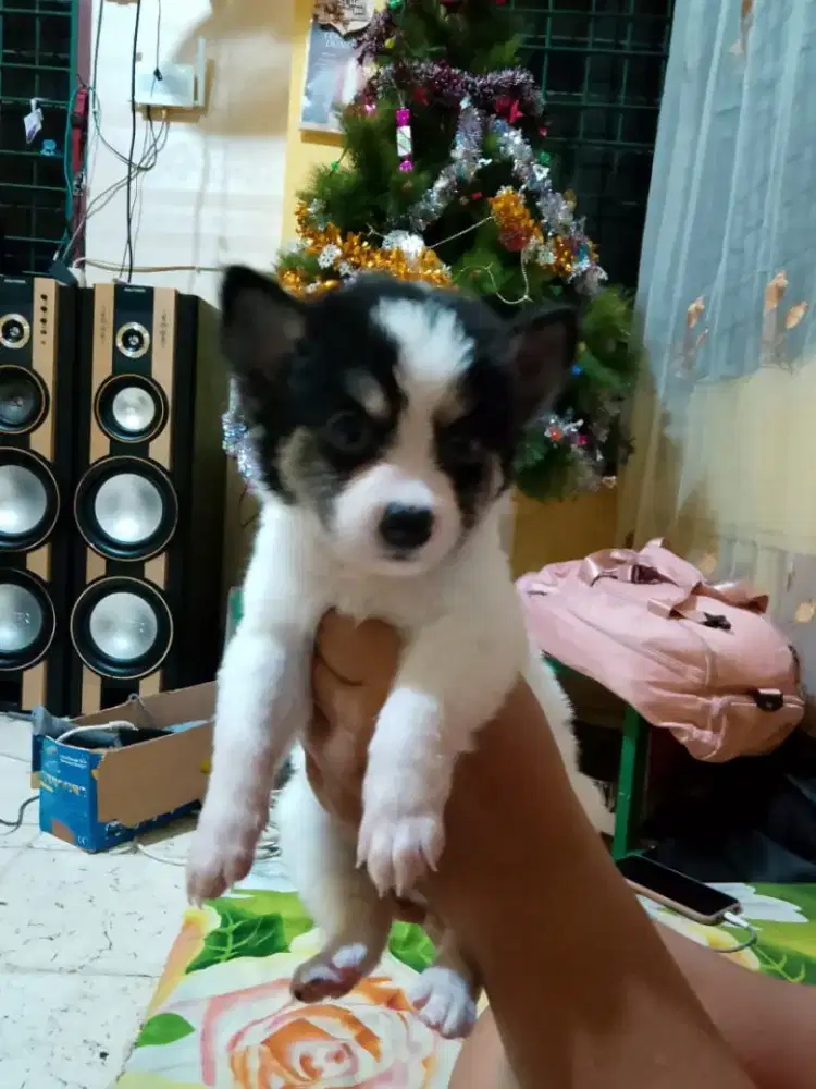 Jual anakan kintamani