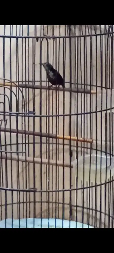 Burung kecil trotol gacor