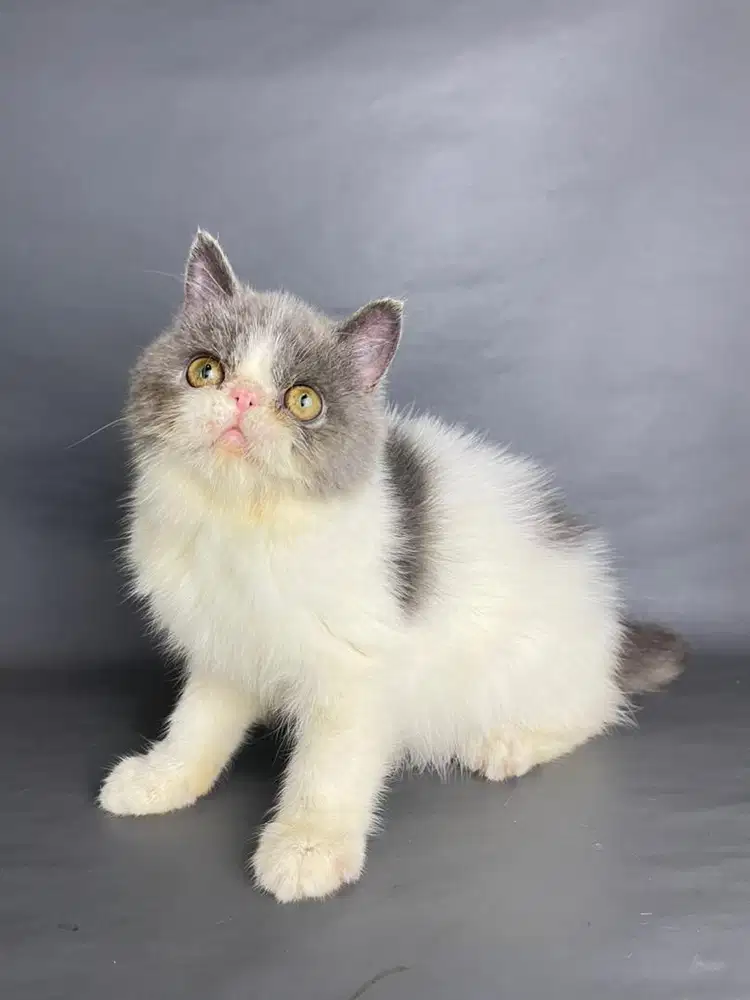 Persia Peaknose Jantan