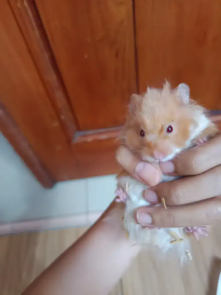 HAMSTER SYRIA HAMIL INDUKAN