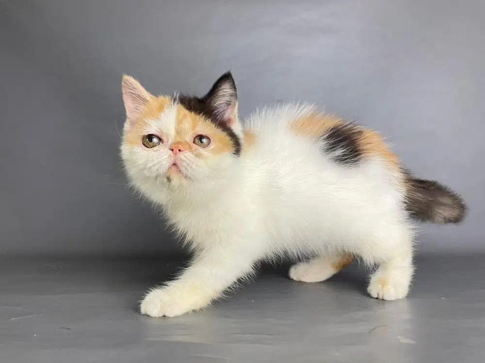 Persia Peaknose Betina